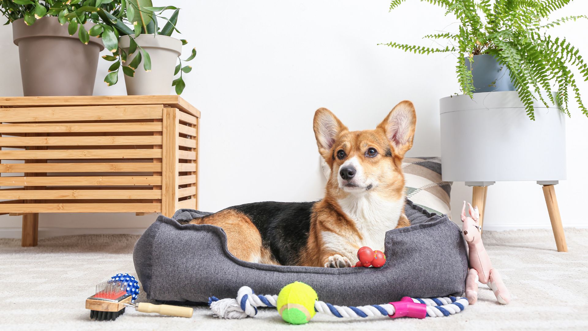 21 Essential Accessories to Keep Your Pet Happy and Healthy